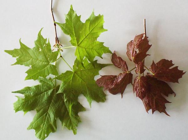 Healthy, green sugar maple leaves and abnormally reddish brown spring leaves