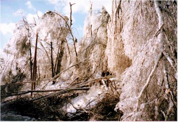 Ice storm damage to trees in south central Vermont