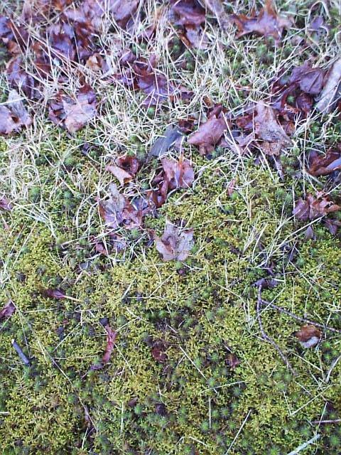 Close up of a grass to moss transition.