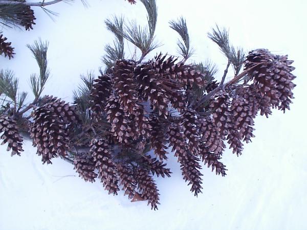 Stress cones on a white pine branch.