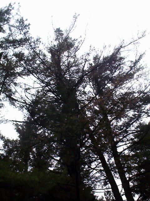 Dying white pine near Quechee Gorge in Vermont