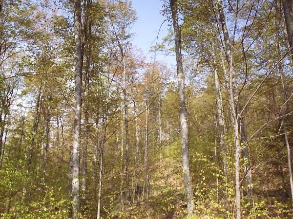 Leafing out photo series