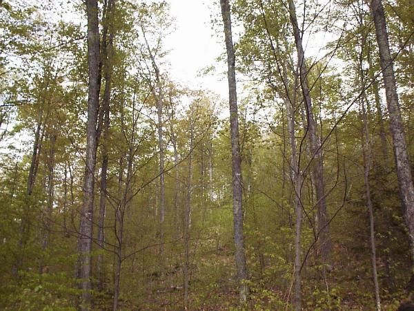 Leafing out photo series