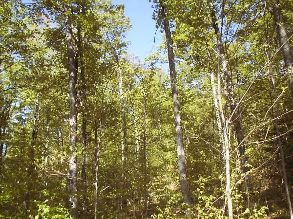 Leafing out photo series