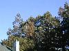 GLOBAL AIR POLLUTION AND FOREST HEALTH NOTES