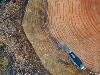 GLOBAL AIR POLLUTION AND FOREST HEALTH NOTES