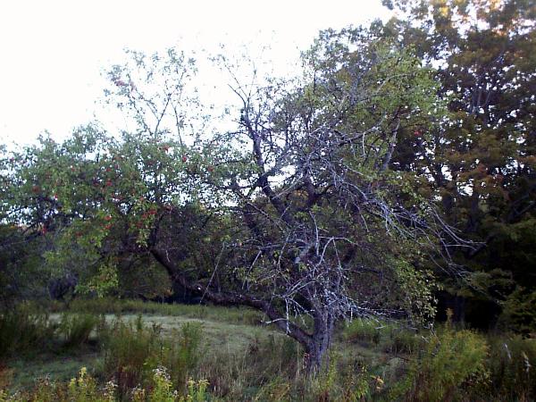 Apple Tree Dieback