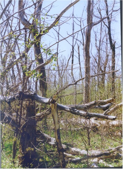 Broken and dead tree trunks in Shenandoah National Park