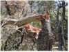 GLOBAL AIR POLLUTION AND FOREST HEALTH NOTES