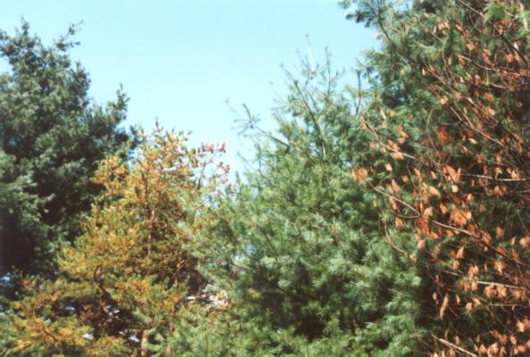 White Pine Tip Curl