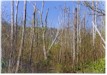 GLOBAL AIR POLLUTION AND FOREST HEALTH NOTES