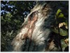 GLOBAL AIR POLLUTION AND FOREST HEALTH NOTES