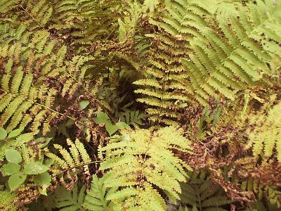 Scorching of the Ferns