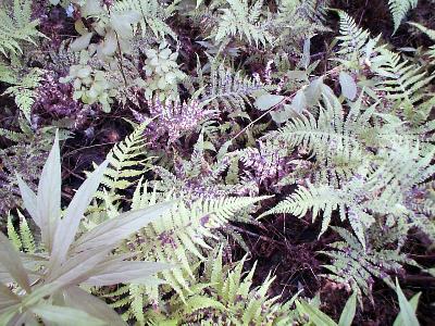 Scorching of the Ferns