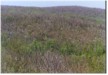 GLOBAL AIR POLLUTION AND FOREST HEALTH NOTES
