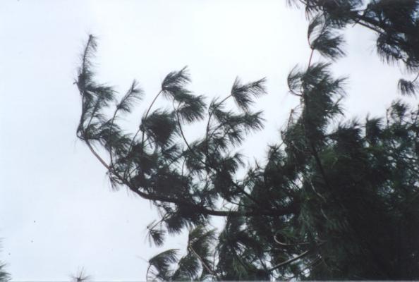 White Pine Tip Curl