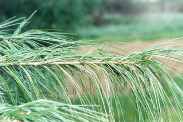 White Pine Tip Curl